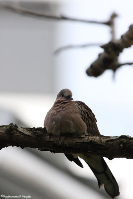 Spotted Dove
