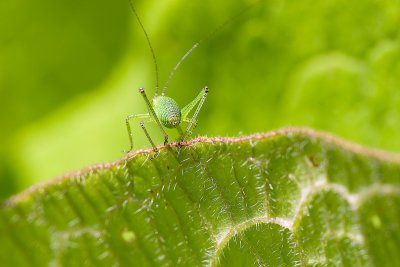 Leptophyes Punctatissima