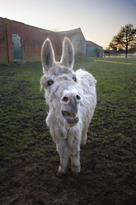 Laughing Donkey