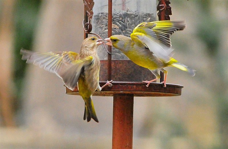 DSC_7472c.jpg