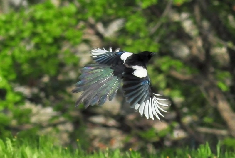DSC_0890C.jpg