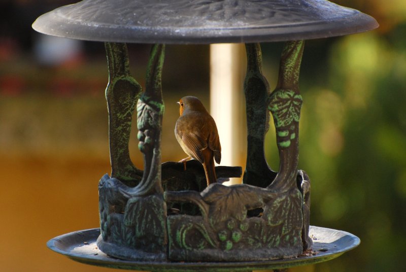 DSC_1498.JPG