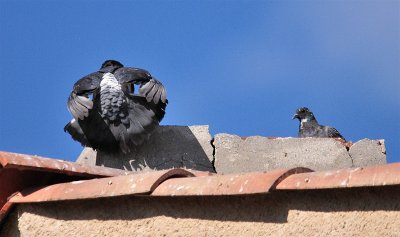 DSC_5020.JPG