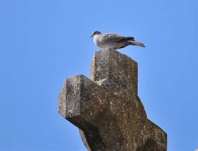 DSC_5023.JPG
