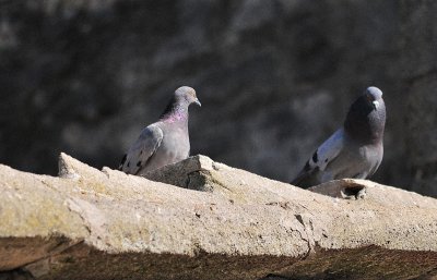 DSC_5070.JPG