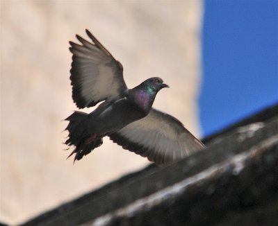 DSC_5080.JPG