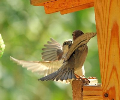 DSC_2405c.jpg