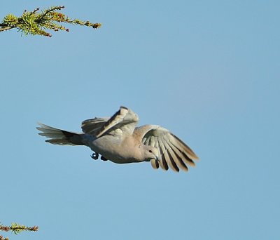 DSC_3235c.jpg