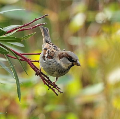DSC_6146c.jpg
