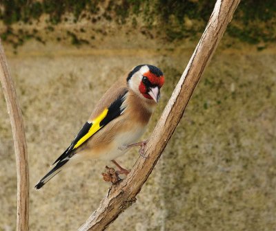 DSC_6159c.jpg
