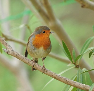 DSC_6200c.jpg