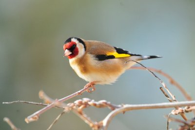 DSC_6452.JPG