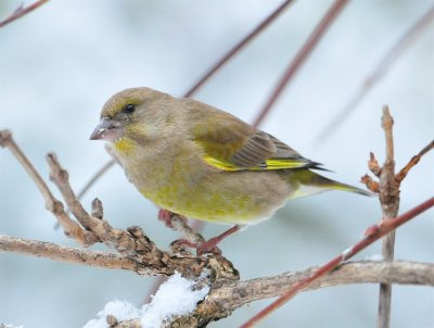 DSC_6528c.jpg