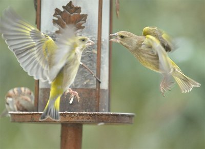 DSC_4581c.jpg