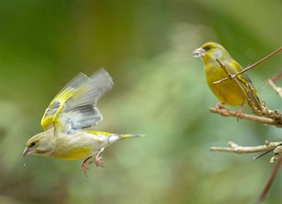 DSC_4592c.jpg