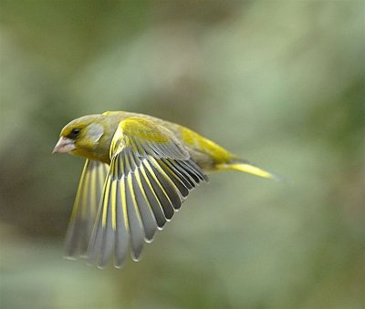 DSC_4594c.jpg