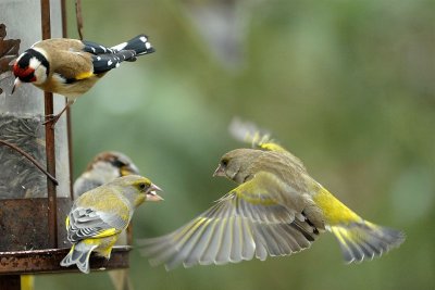 DSC_4612c.jpg