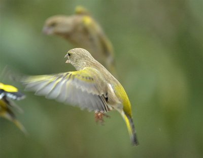 DSC_4665c.jpg