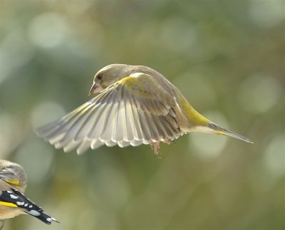 DSC_4973c.jpg