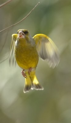 DSC_4976d.jpg
