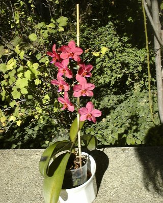 orchid1-08-05.JPG