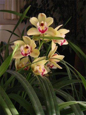 orchides1.jpg