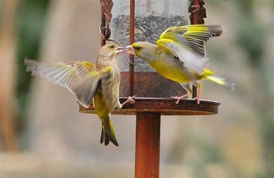DSC_7472c.jpg