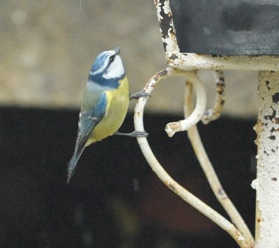 DSC_5035c.jpg