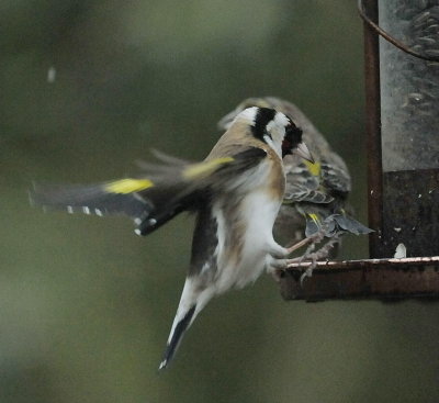 DSC_5101c.jpg