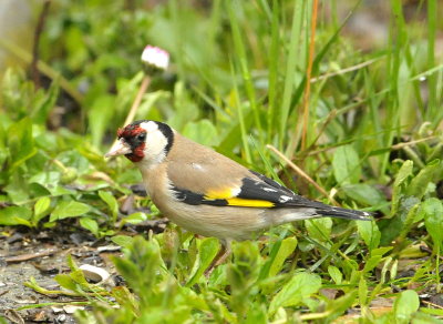 DSC_8267c.jpg