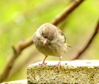 DSC_8272c.jpg