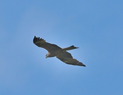 DSC_9190c.jpg