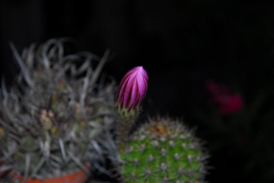 life_of_a_cactus_flower