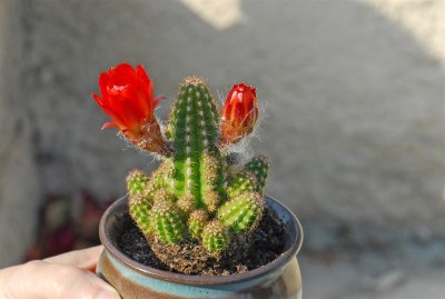 cactus-2-8-07 2.JPG