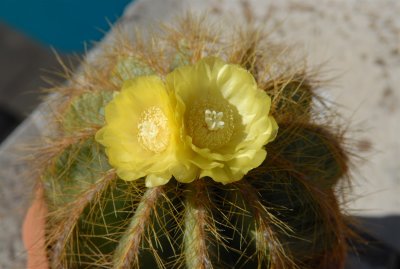 cactus-6-7-07.JPG