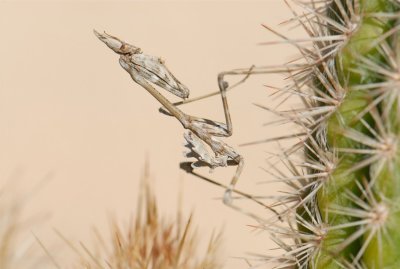 Empusa-jeune-15-10-06 8.JPG