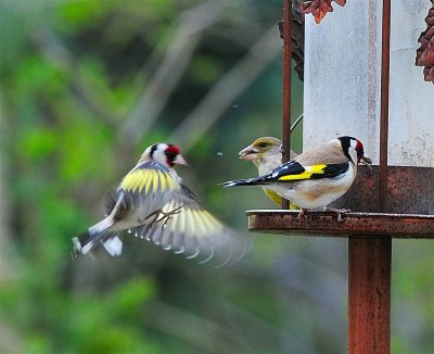 DSC_2390.JPG