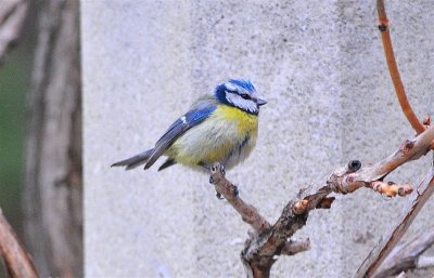 DSC_2458.JPG