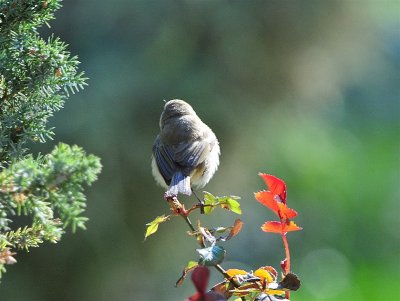 DSC_2504.JPG