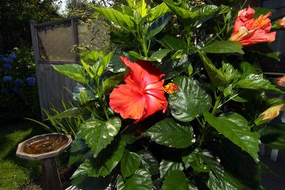 After one month with the potted plants maturing