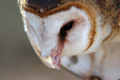 Masked Owl 2