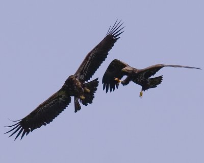 Flight School 1