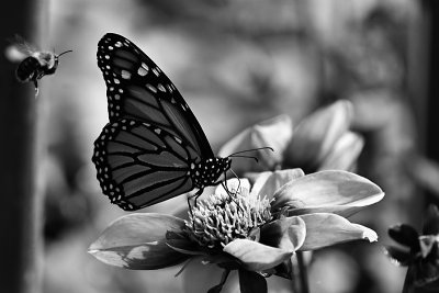 Monarch in Black and White