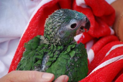 baby parrot two months