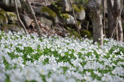 beautiful wood anemones