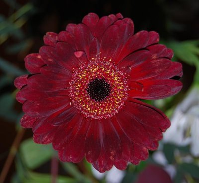 the m red flower