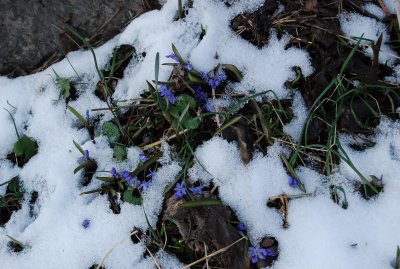 spring fighting winter