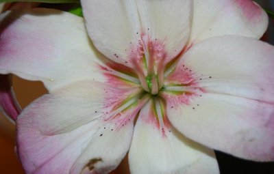 lily