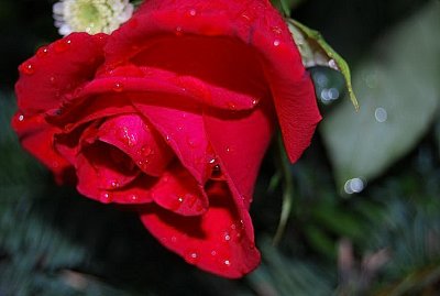stra ryd red rose
