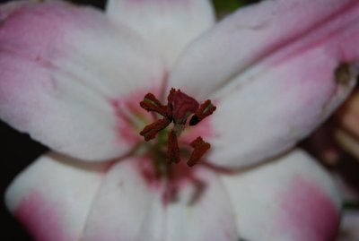lily